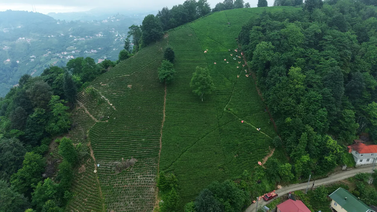Karadeniz'in yeşil altınında hasat sürüyor! Son 26 yılın en verimli sezonu