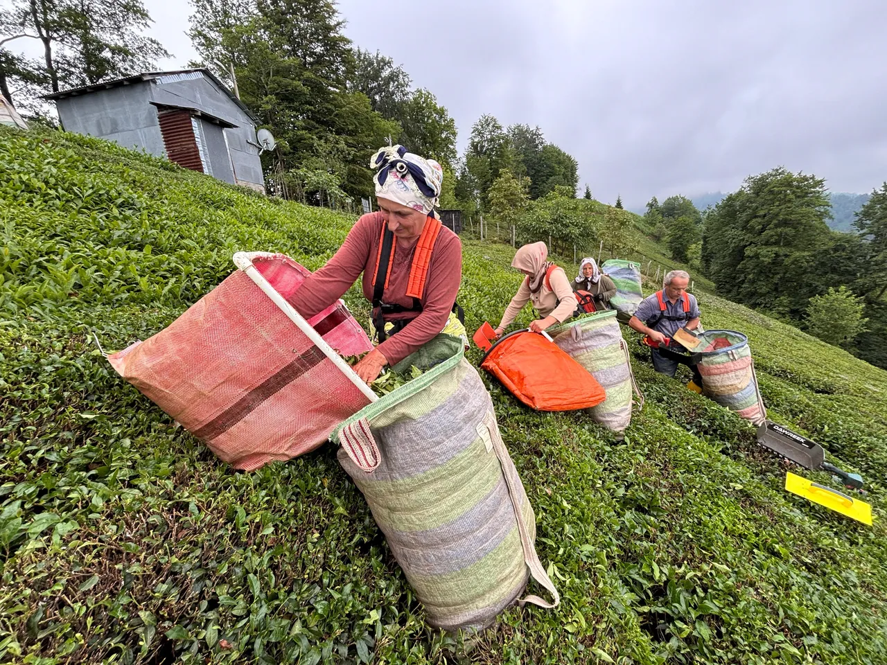 Karadeniz'in yeşil altınında hasat sürüyor! Son 26 yılın en verimli sezonu