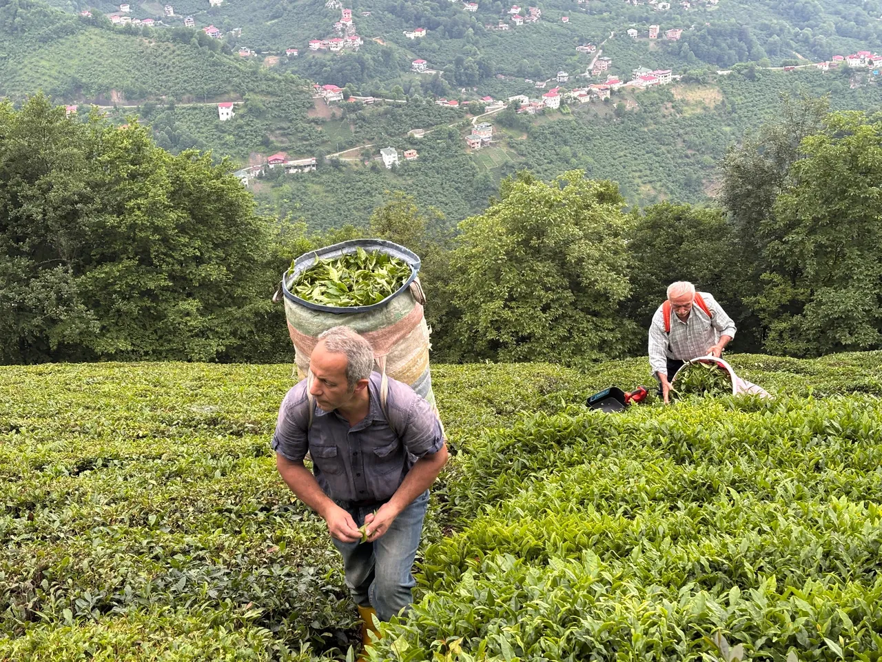 Karadeniz'in yeşil altınında hasat sürüyor! Son 26 yılın en verimli sezonu
