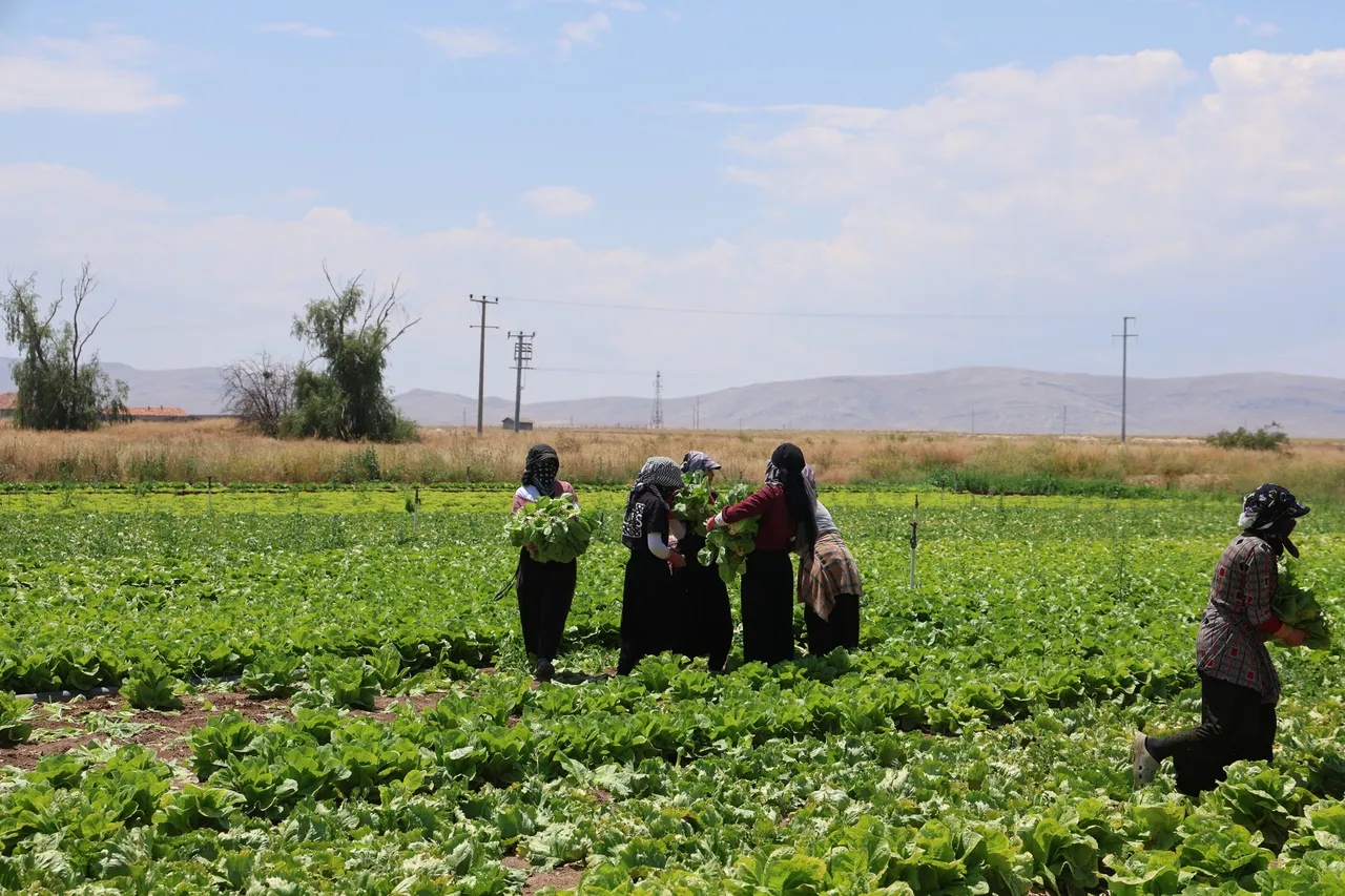 Tarlada 5 liraya alıcı yok, markette 50 lira! Üretici fiyatlardan şikayetçi