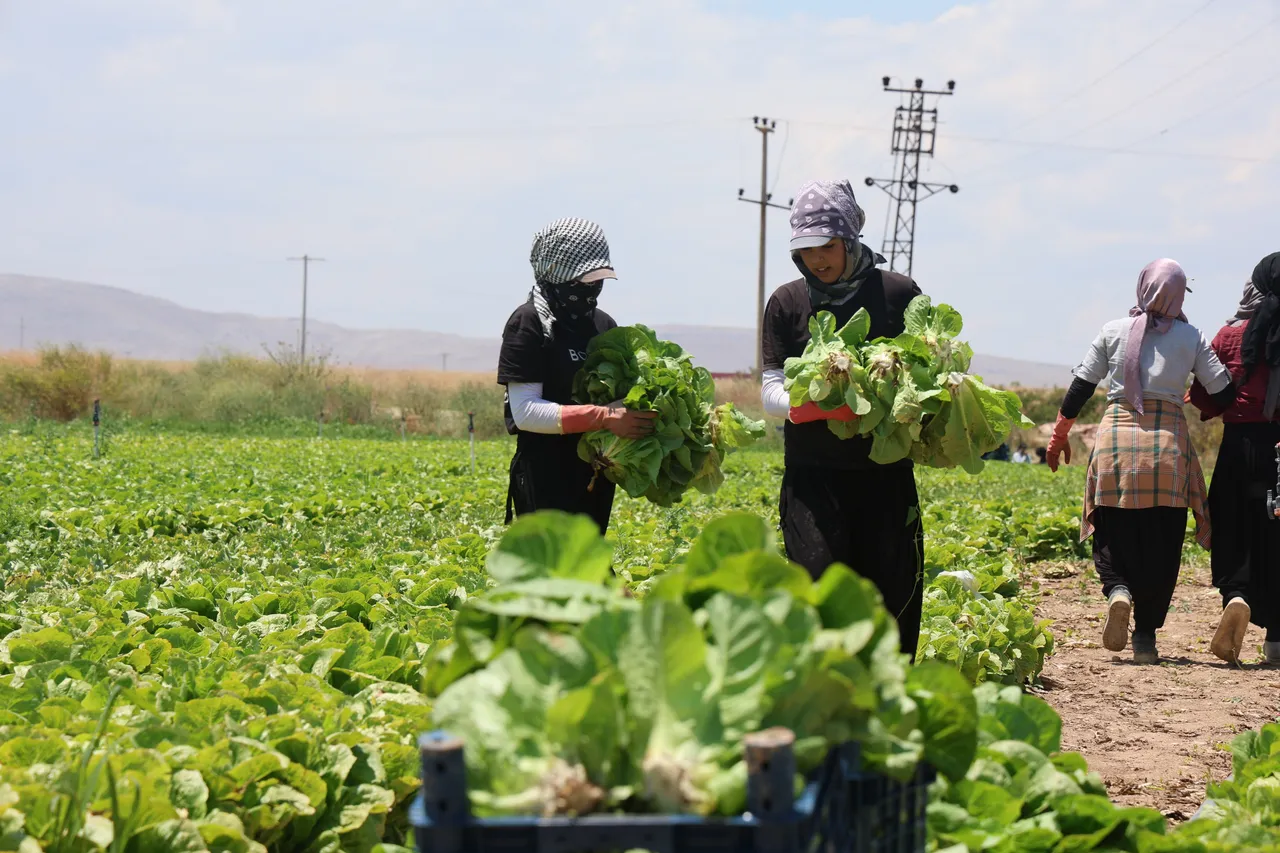 Tarlada 5 liraya alıcı yok, markette 50 lira! Üretici fiyatlardan şikayetçi