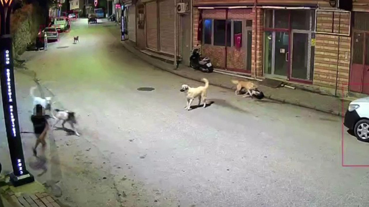 Bir anda etrafını sardılar! Küçük çocuk sokak köpeklerinin saldırısına uğradı
