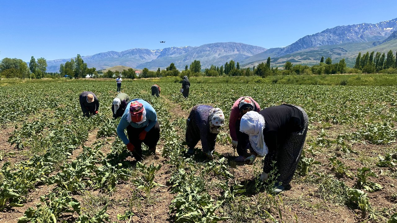 Günlük 1.000 lira kazanmak için 40 derece sıcakta çalışıyorlar