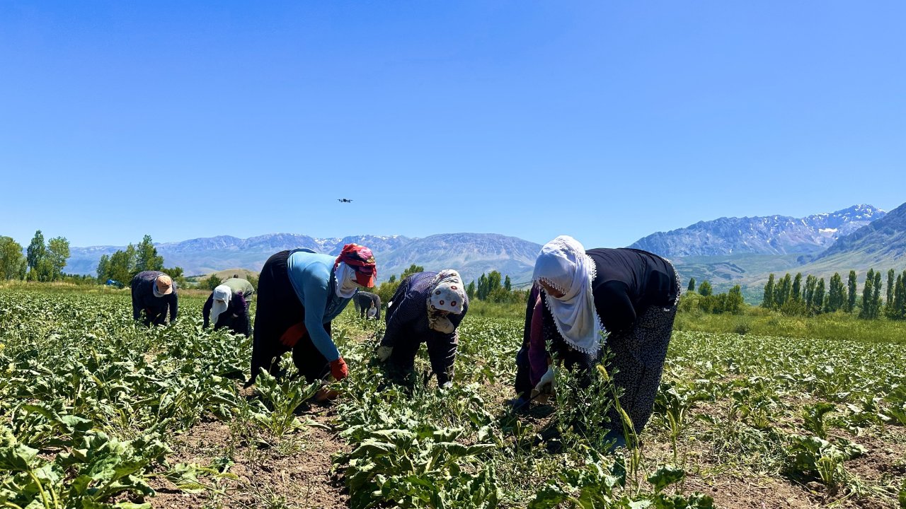 Günlük 1.000 lira kazanmak için 40 derece sıcakta çalışıyorlar