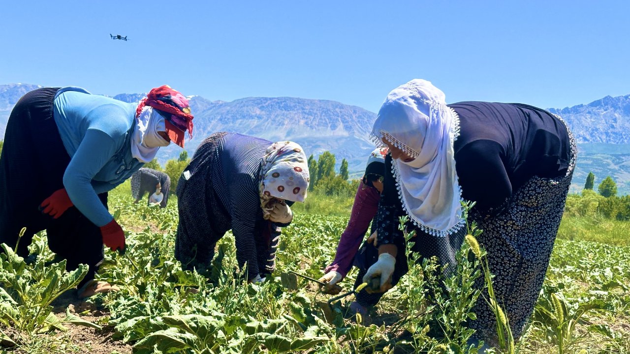 Günlük 1.000 lira kazanmak için 40 derece sıcakta çalışıyorlar
