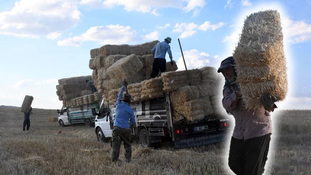 Günlük yevmiyeleri 7 bin lira! Hasat sonrası en kazançlı mesai başladı
