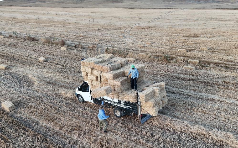 Günlük yevmiyeleri 7 bin lira! Hasat sonrası en kazançlı mesai başladı