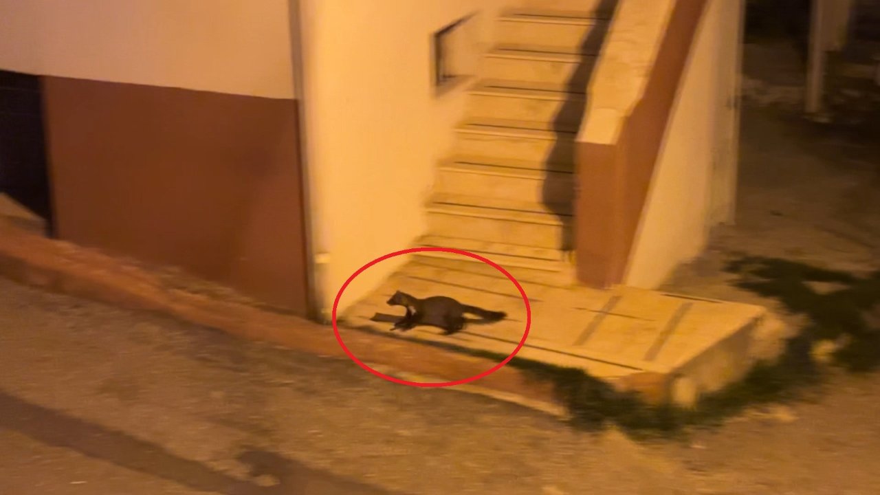 Her akşam aynı saatte ortaya çıkıyorlar! Bu mahallede sansarlar geziyor