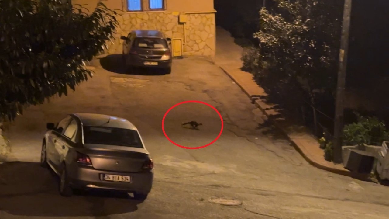 Her akşam aynı saatte ortaya çıkıyorlar! Bu mahallede sansarlar geziyor