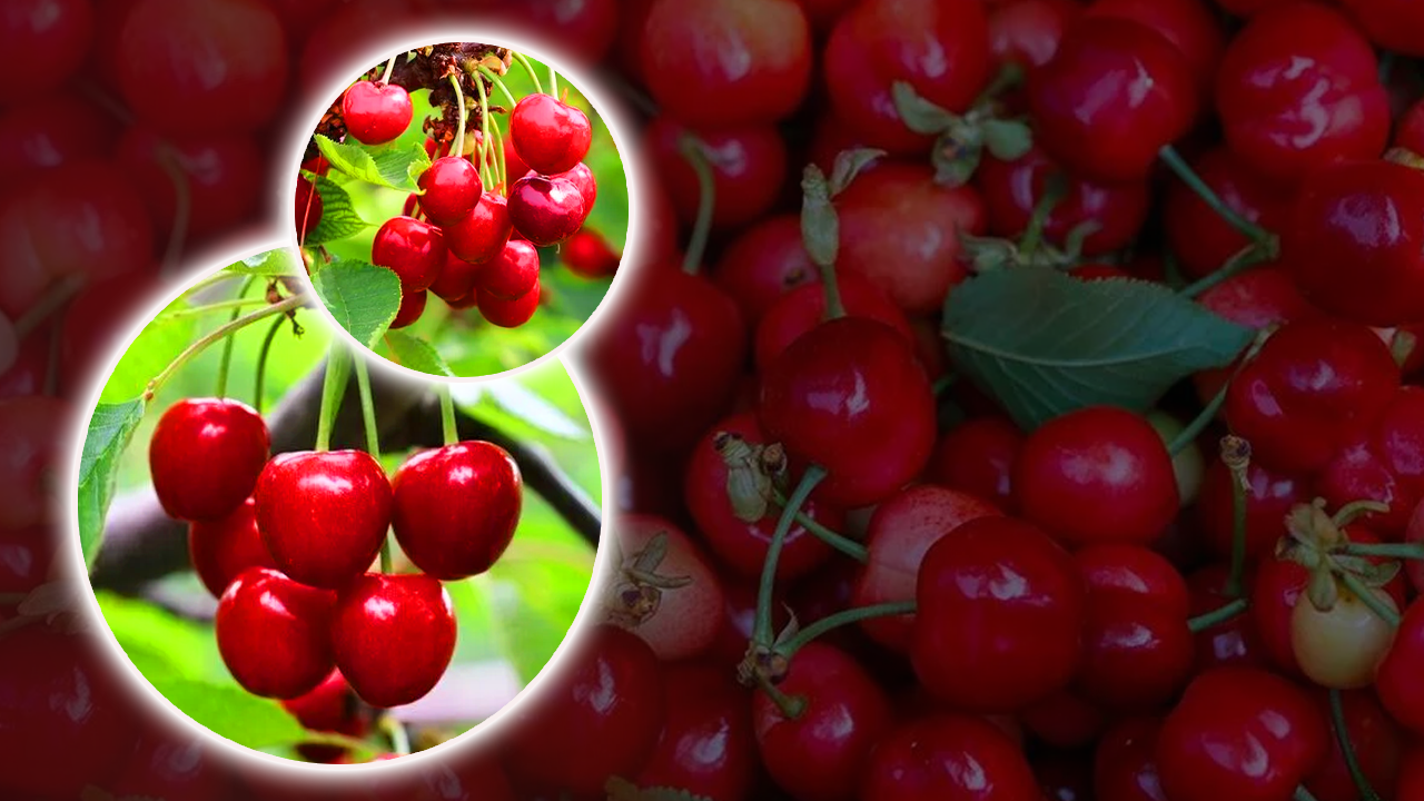 3 bin ton üretim, bin ton ihracat! Avrupa ve Rusya'nın gözdesi oldu! Yahyalı kirazı dünya pazarında