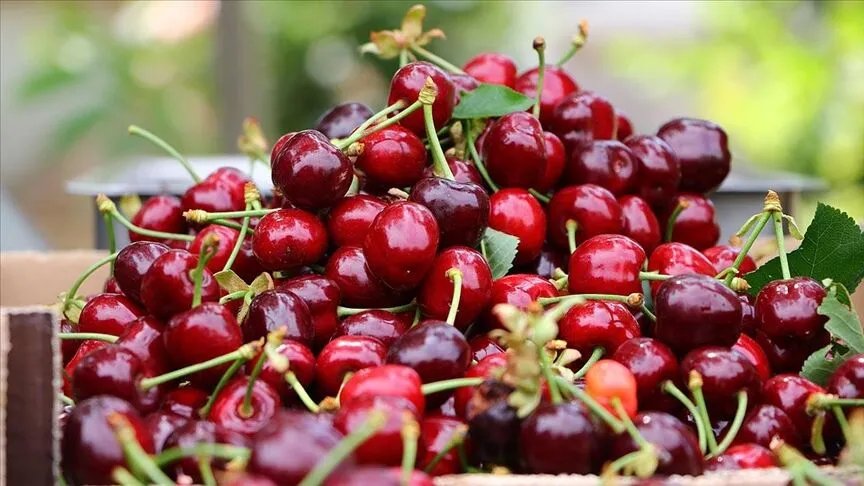 3 bin ton üretim, bin ton ihracat! Avrupa ve Rusyanın gözdesi oldu! Yahyalı kirazı dünya pazarında