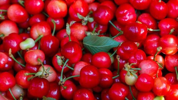 3 bin ton üretim, bin ton ihracat! Avrupa ve Rusyanın gözdesi oldu! Yahyalı kirazı dünya pazarında