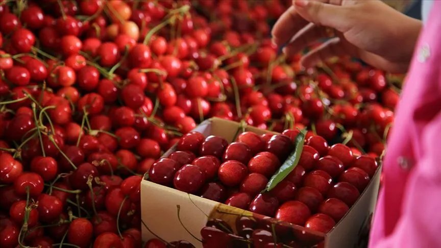 3 bin ton üretim, bin ton ihracat! Avrupa ve Rusyanın gözdesi oldu! Yahyalı kirazı dünya pazarında