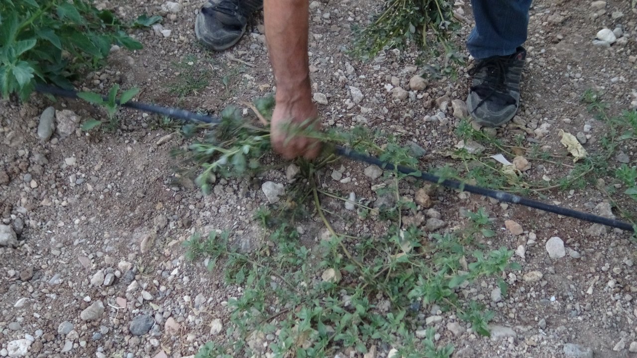 Bahçede kendiliğinden yetişiyor! Gören şifa diye topluyor, faydası saymakla bitmiyor