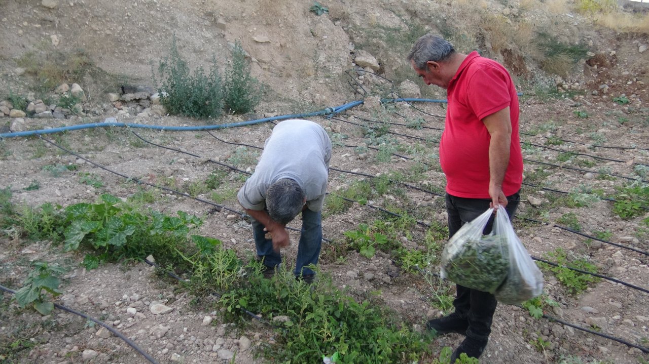 Bahçede kendiliğinden yetişiyor! Gören şifa diye topluyor, faydası saymakla bitmiyor