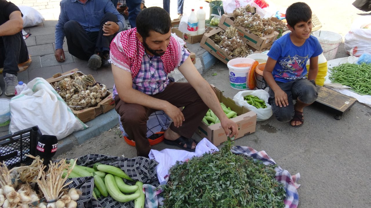 Bahçede kendiliğinden yetişiyor! Gören şifa diye topluyor, faydası saymakla bitmiyor