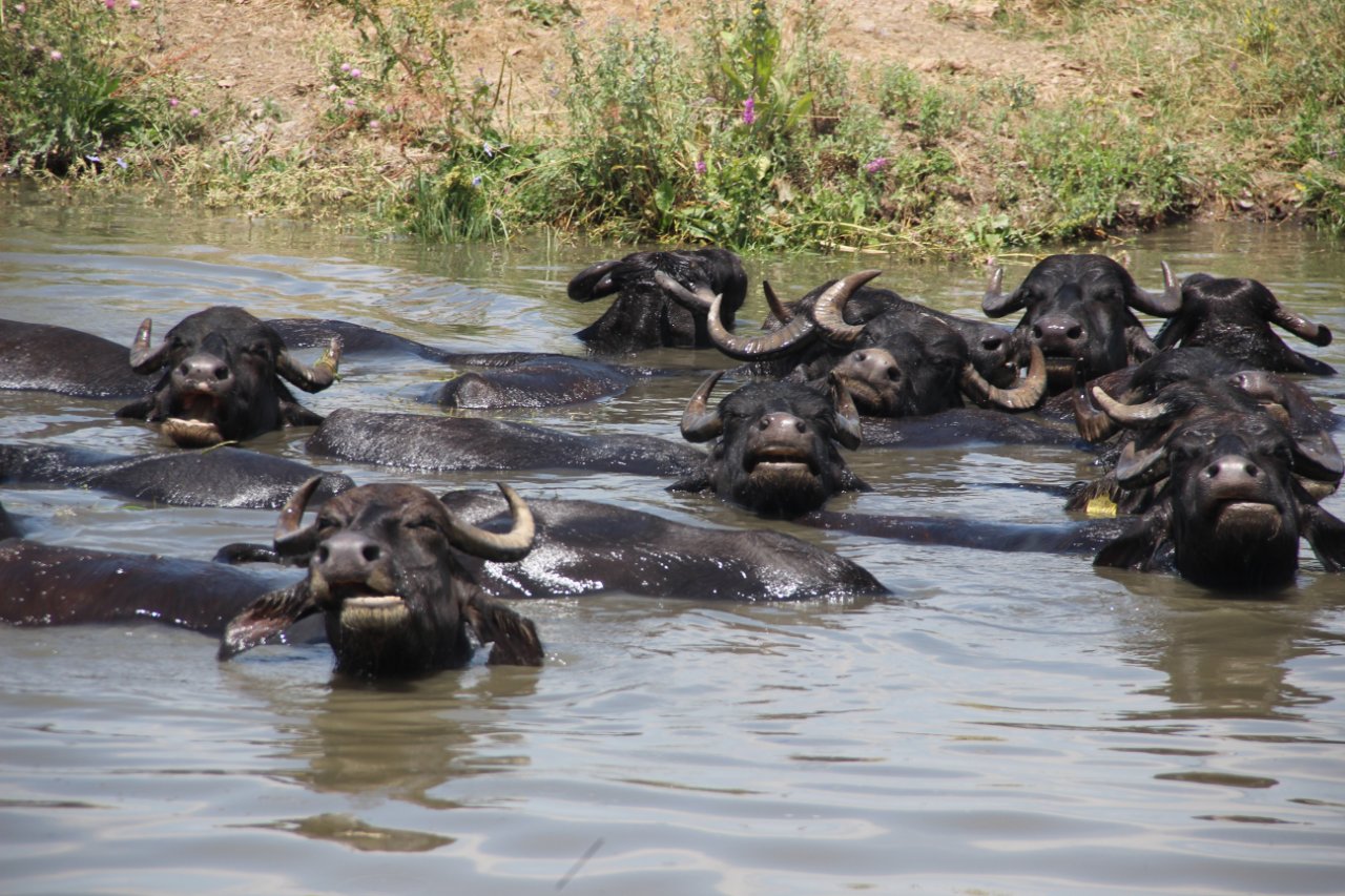 İlk kez otlattı, gördüklerine inanamadı! "Bunların nefesi yeter mi?"