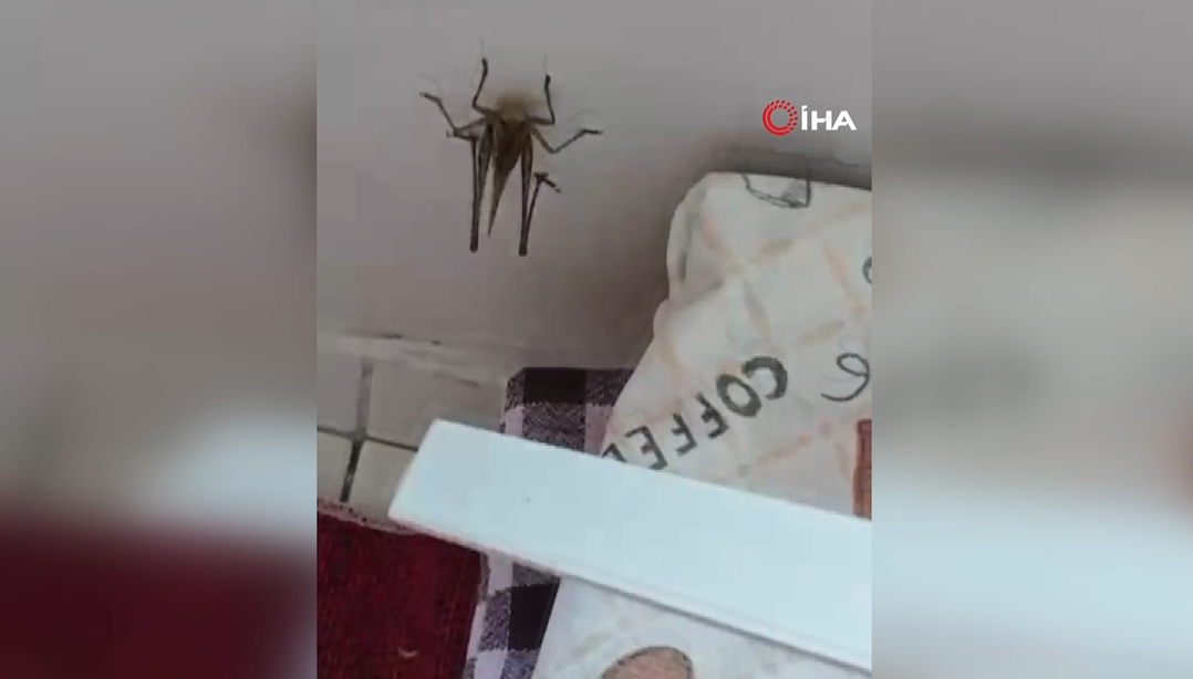 İstanbulda şaşkına çeviren görüntü! Balkonlara kadar geldiler, birçok ilçede dev çekirgeler görüldü