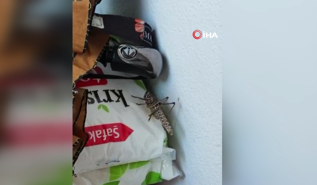 İstanbulda şaşkına çeviren görüntü! Balkonlara kadar geldiler, birçok ilçede dev çekirgeler görüldü