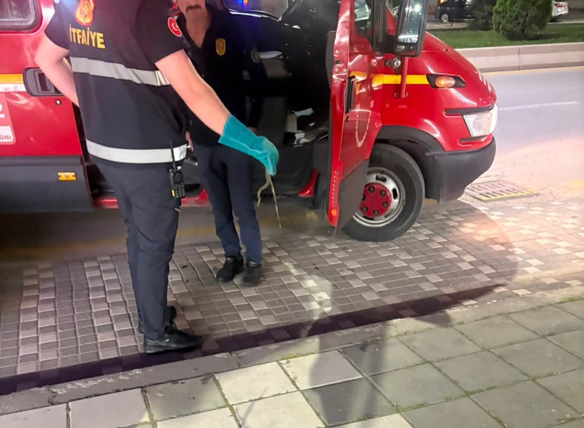Markette yılan paniği! Vatandaşlar rafların arasında görünce şaşkına döndü
