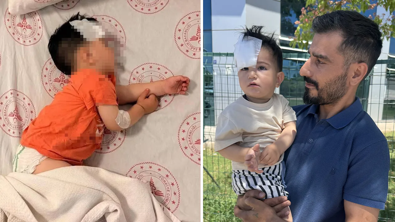 Başıboş sokak köpeği dehşeti yaşatmıştı! Müfettiş görevlendirildi
