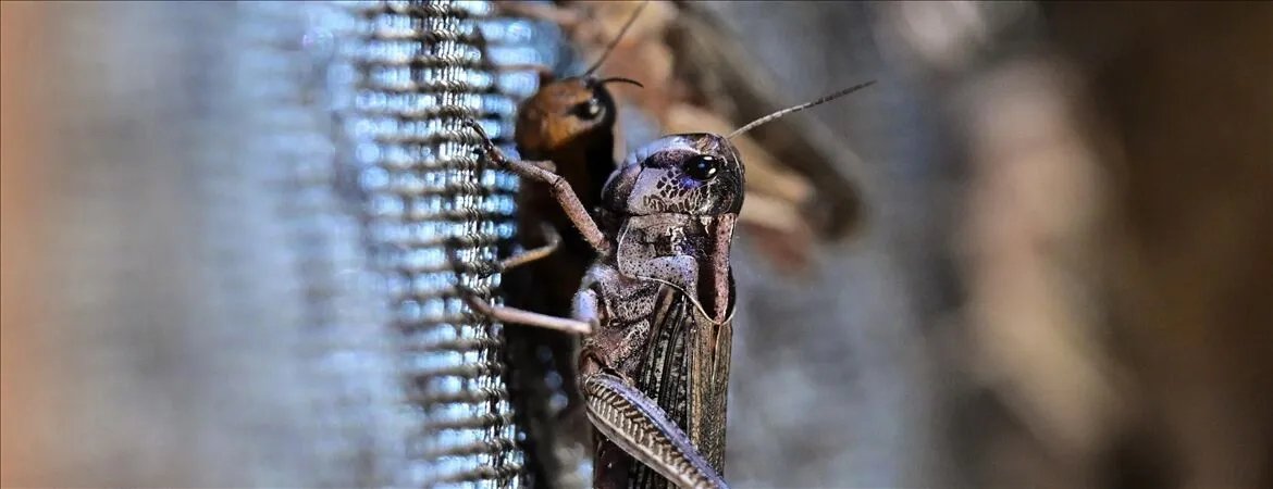 İstila mı olağan mı? Çekirge görüntülerinin sırrı çözüldü: Çıplak elle dokunmayın!