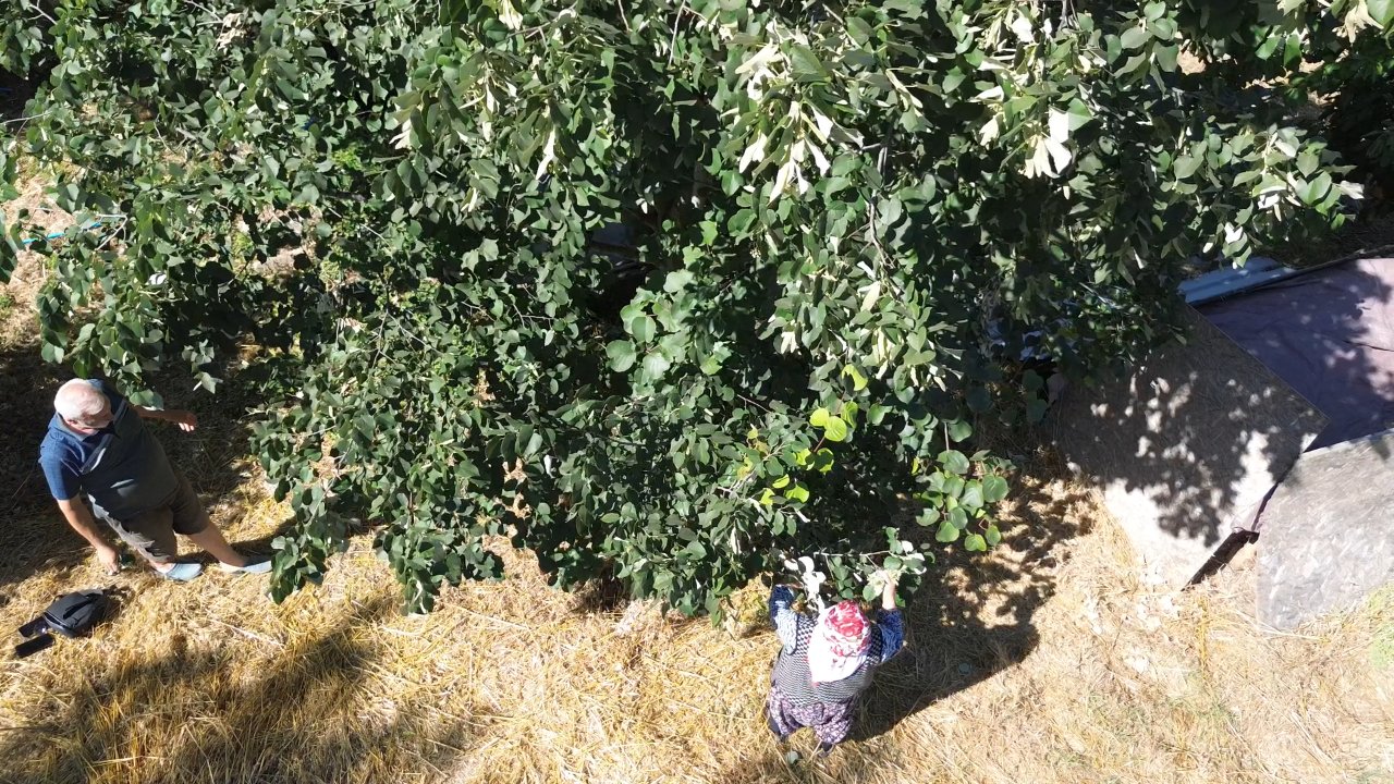 Samanlı Dağları eteklerinde yetişiyor! Dünya peşinde, kilosu 5 bin lira