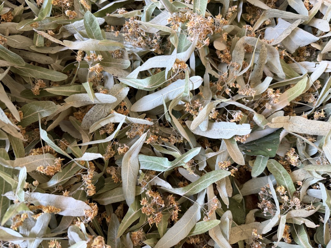 Samanlı Dağları eteklerinde yetişiyor! Dünya peşinde, kilosu 5 bin lira