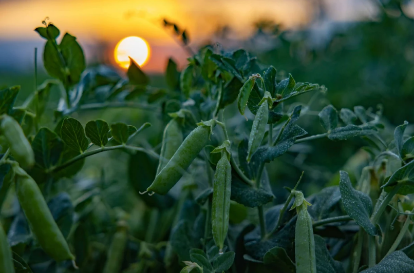 SuperFresh’in ‘hasat’ı yılın 365 günü sofralarda