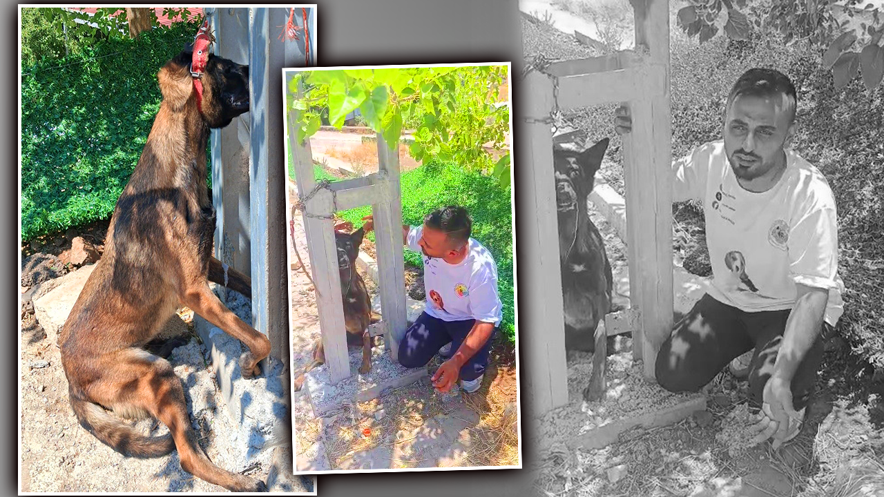 Hatay’da sahipli köpeğe işkence! Belçika kurdunu zehirleyip direğe asarak öldürdüler 