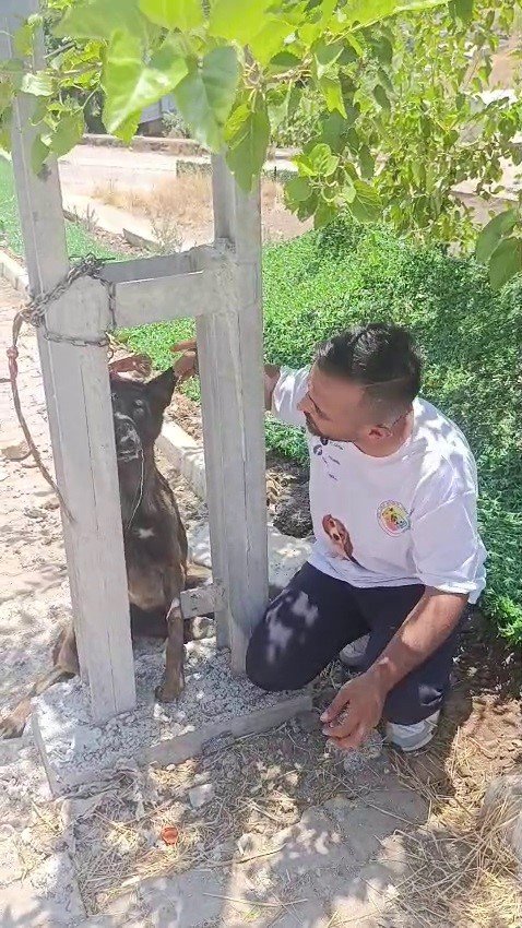 Hatay’da sahipli köpeğe işkence! Belçika kurdunu zehirleyip direğe asarak öldürdüler