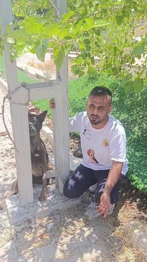 Hatay’da sahipli köpeğe işkence! Belçika kurdunu zehirleyip direğe asarak öldürdüler