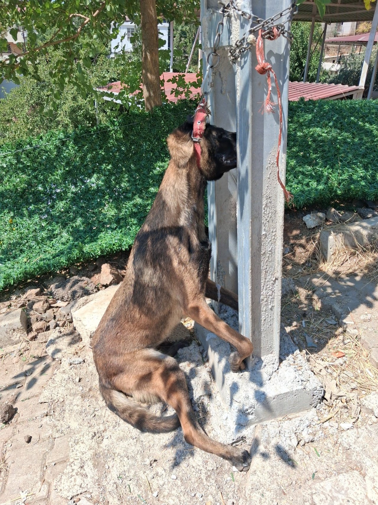 Hatay’da sahipli köpeğe işkence! Belçika kurdunu zehirleyip direğe asarak öldürdüler
