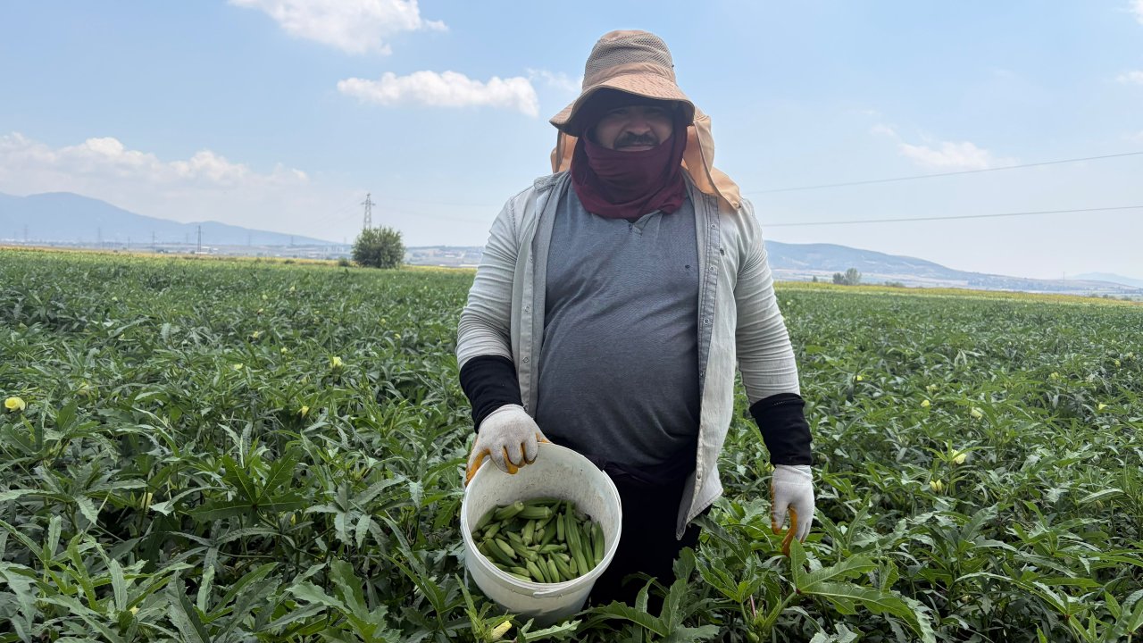 Kilogramı tarlada 120 lira! 500 aile bu üründen ekmek yiyor