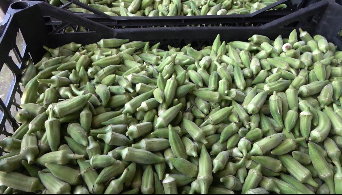 Kilogramı tarlada 120 lira! 500 aile bu üründen ekmek yiyor