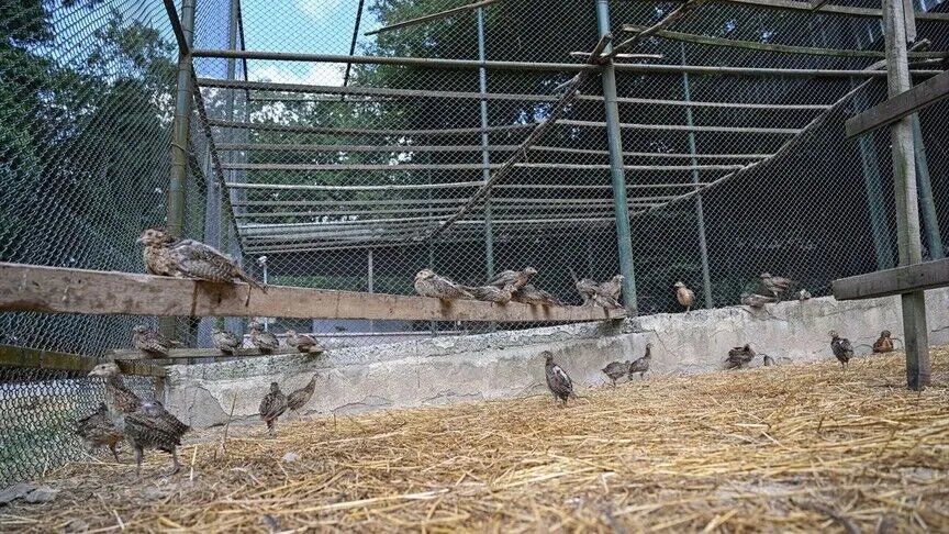 Kene ve kokarcaya özel kalkan! Yüzlercesi doğaya salındı, İstanbul’da yetiştiriliyor, diğer illere de gönderilecek