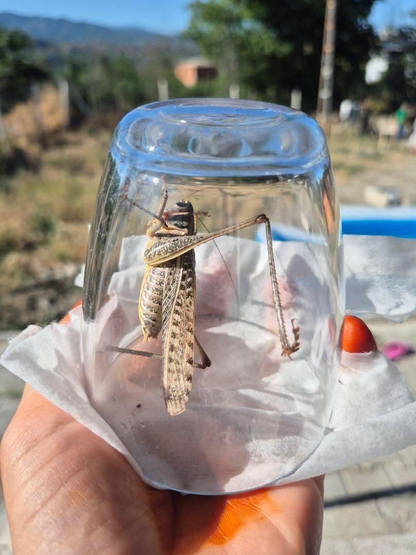 Ne istila ne de tehlike! İstanbuldaki çekirgelerin sırrı çözüldü! Paniğe son, tarih verildi: 1 ay içerisinde kaybolacaklar