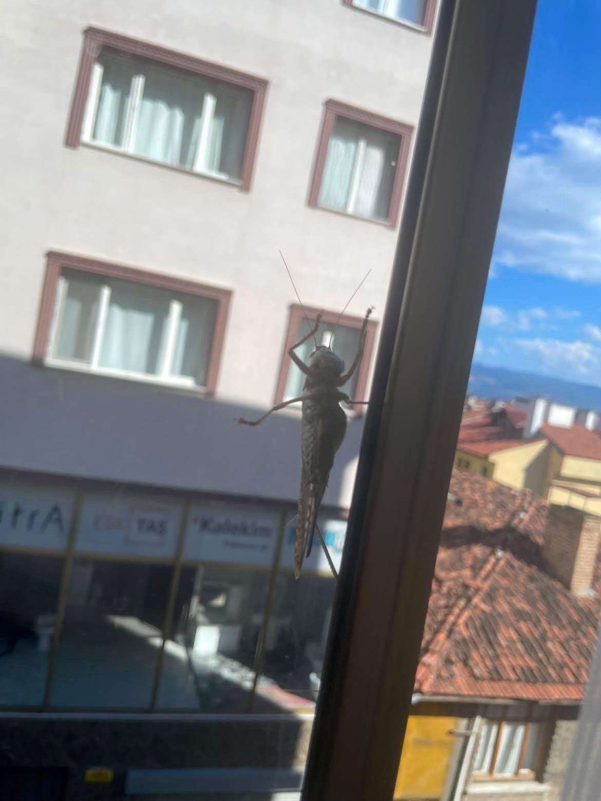Ne istila ne de tehlike! İstanbuldaki çekirgelerin sırrı çözüldü! Paniğe son, tarih verildi: 1 ay içerisinde kaybolacaklar