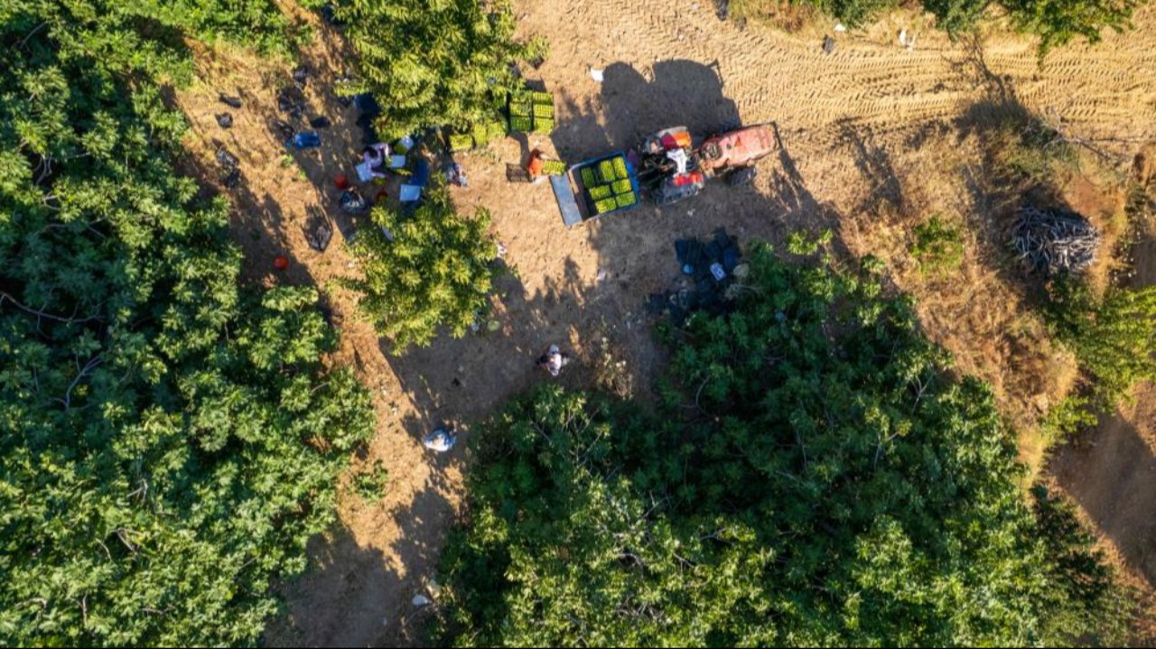 O ürünün dünyadaki ilk hasatı Manisa'da yapılıyor! Tarlada kilosu ise 250 lirayı buluyor