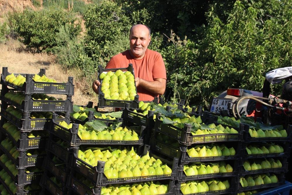 O ürünün dünyadaki ilk hasatı Manisada yapılıyor! Tarlada kilosu ise 250 lirayı buluyor