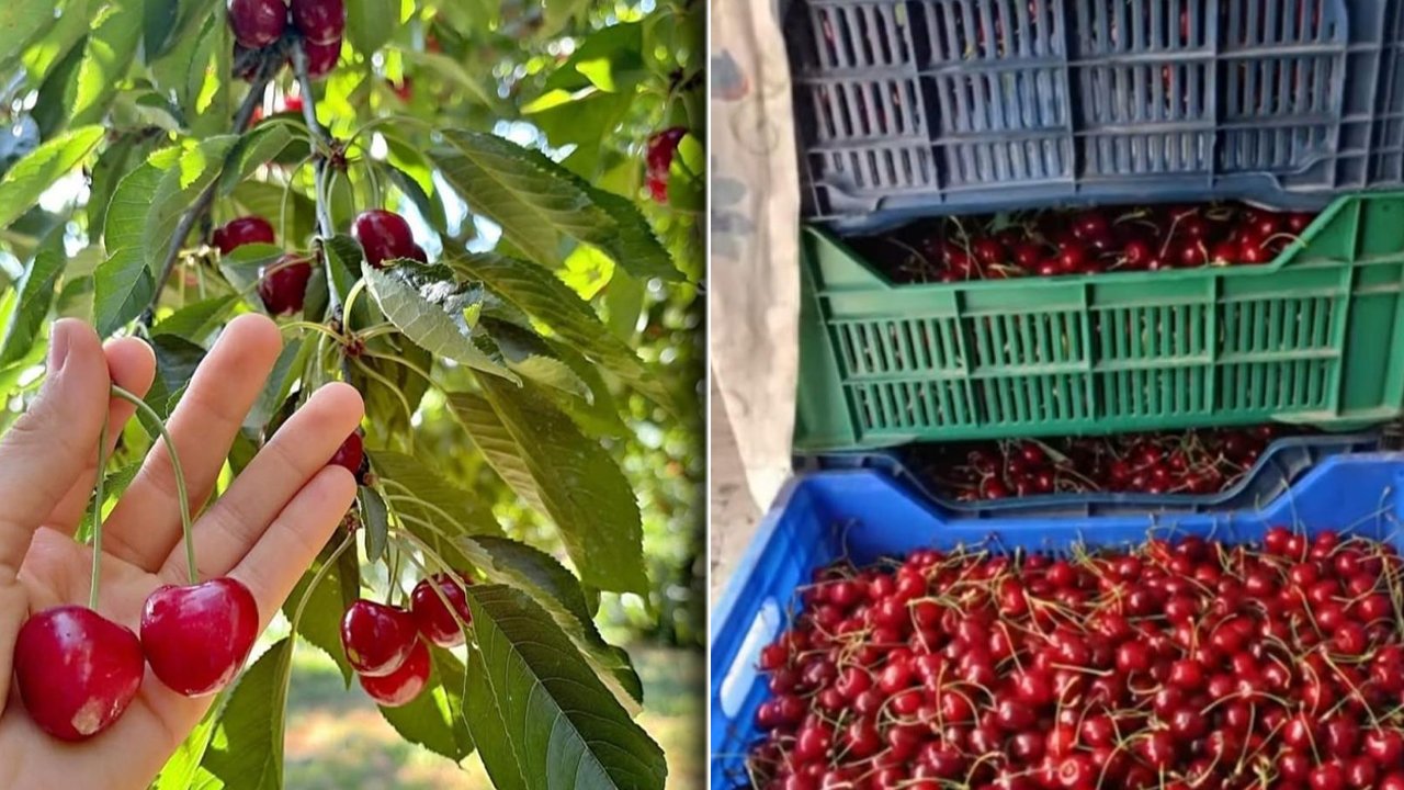 Uluslararası standartlarda kaliteye sahip! Avrupa, 'Çığşar' kirazının peşinde 