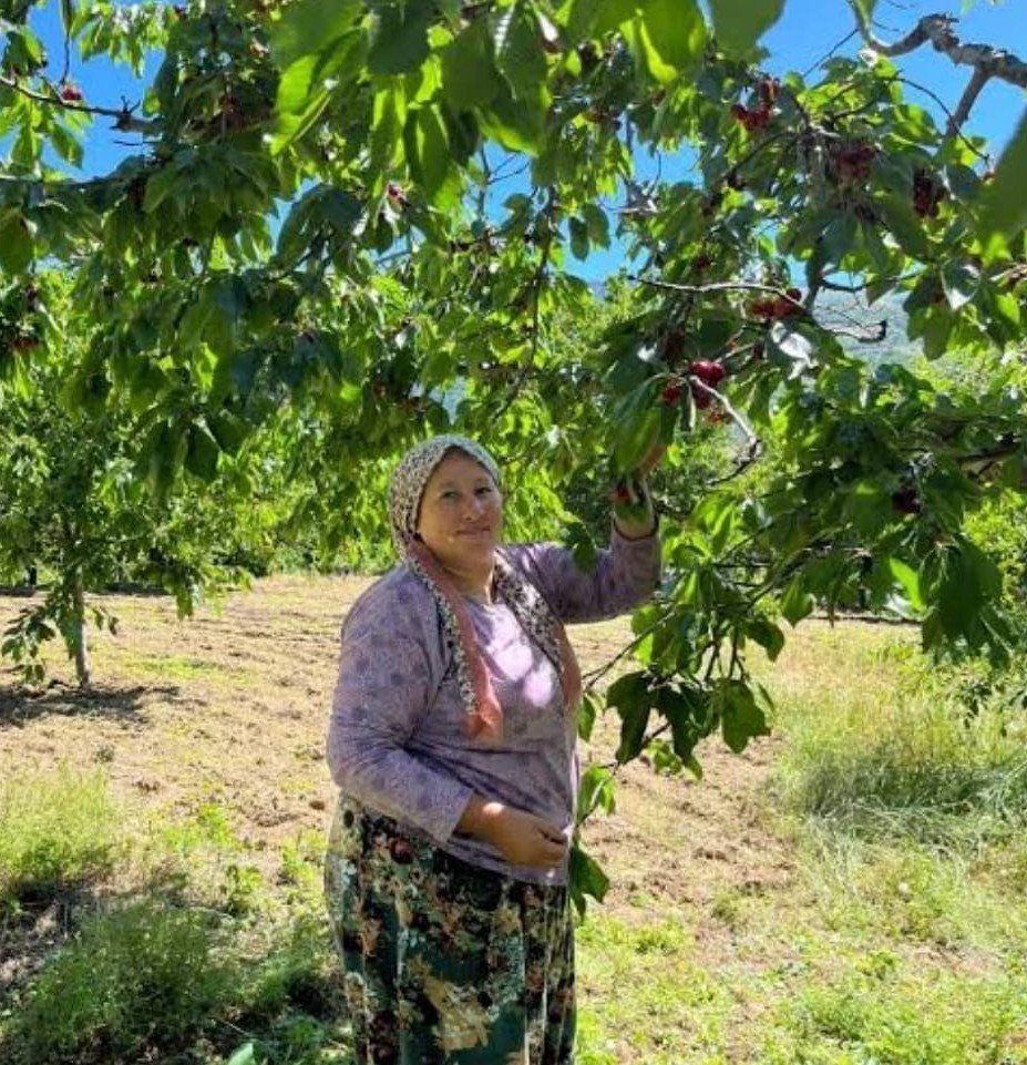Uluslararası standartlarda kaliteye sahip! Avrupa, 'Çığşar' kirazının peşinde