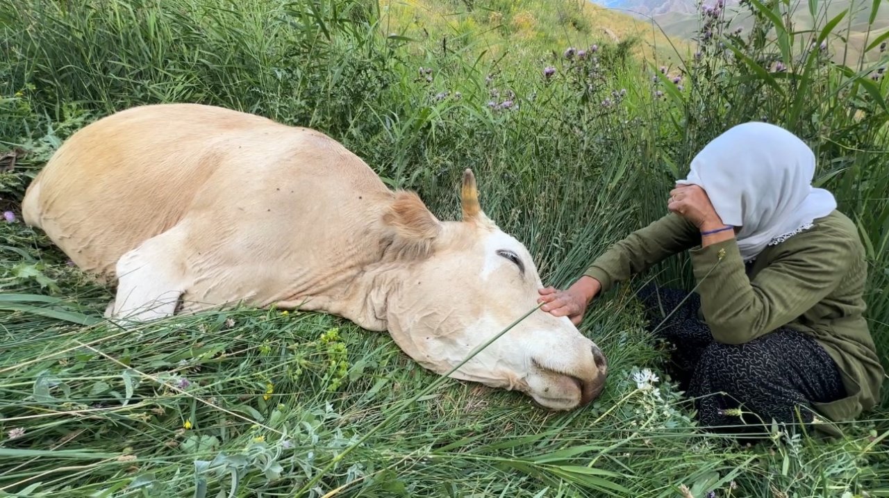 Ayni Teyze'ye yardım eli uzandı! Uçurumdan düşen ineği için gözyaşı dökmüştü