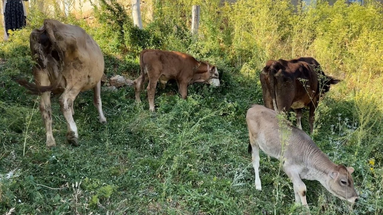 Ayni Teyze'ye yardım eli uzandı! Uçurumdan düşen ineği için gözyaşı dökmüştü