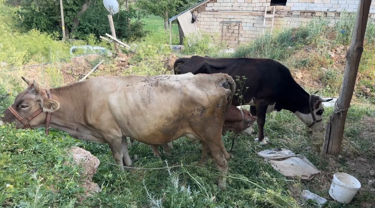 Ayni Teyze'ye yardım eli uzandı! Uçurumdan düşen ineği için gözyaşı dökmüştü
