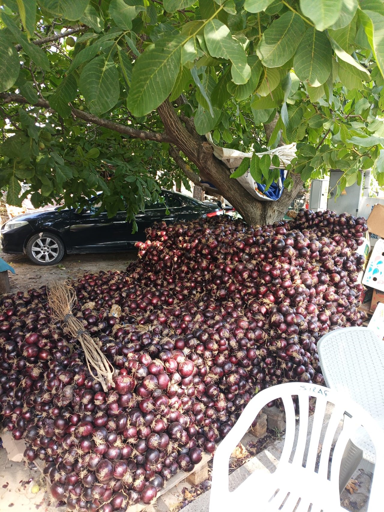 Coğrafi işaretli ürün bu yıl 700 ton üretildi! Tarlada kilosu 50 lira