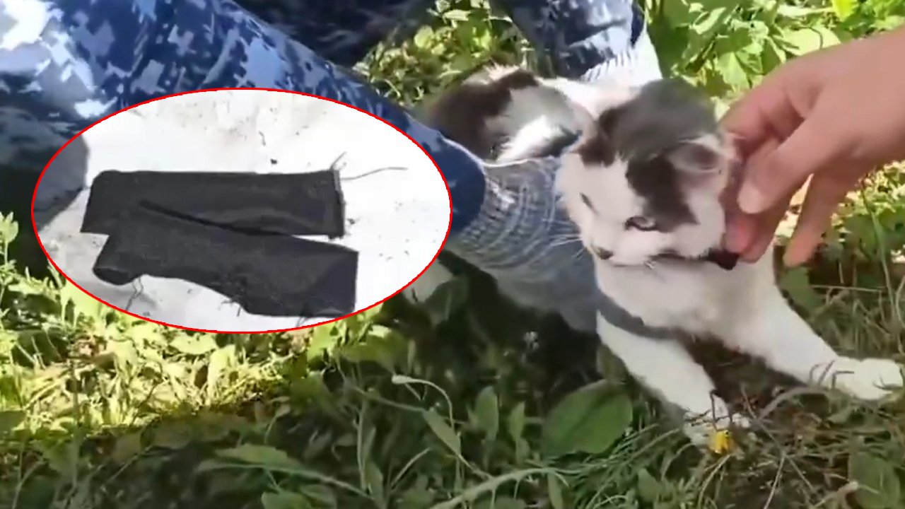 Görevlilerin dikkatini çekti! Uyuşturucu kuryesi kedi yakalandı