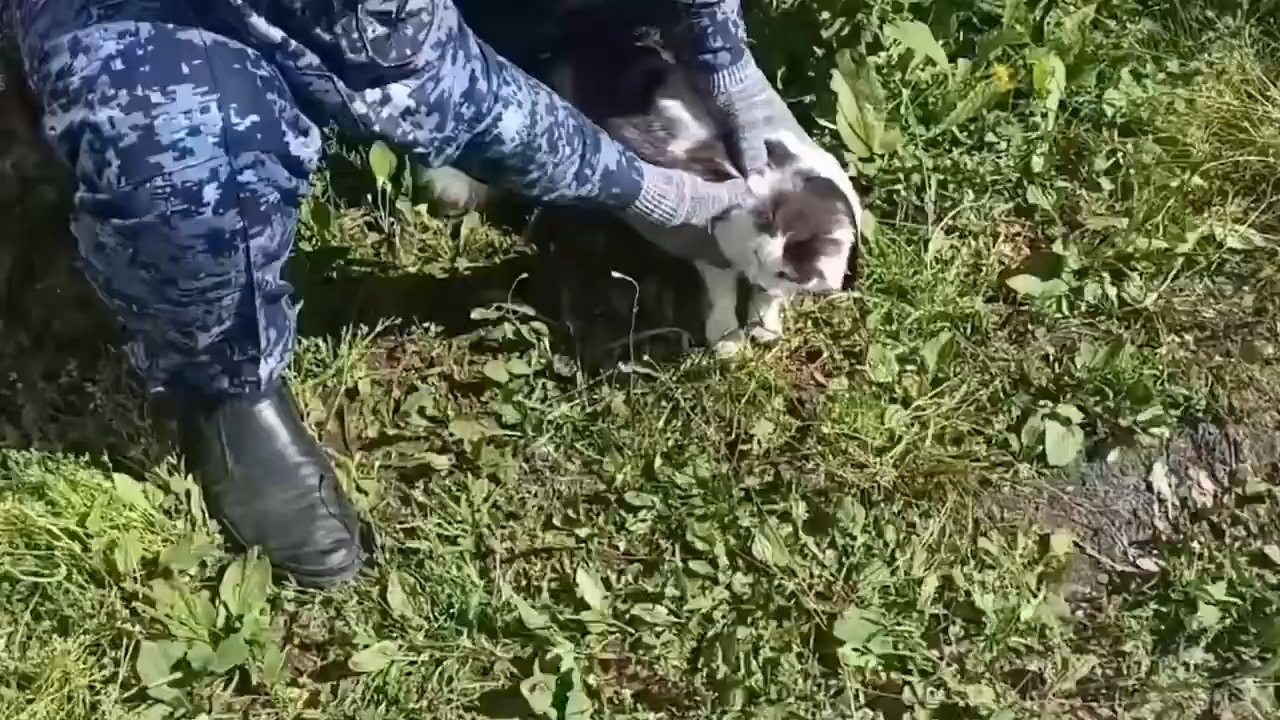 Görevlilerin dikkatini çekti! Uyuşturucu kuryesi kedi yakalandı