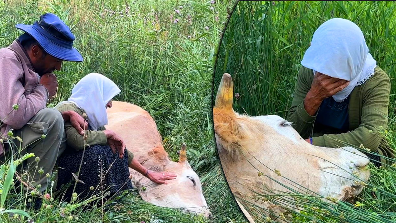 Sarıldı, saatlerce başında ağladı! Uçurumdan düşen ineğin sahibinin videosu yürek sızlattı! Tek geçim kaynağını kaybetti