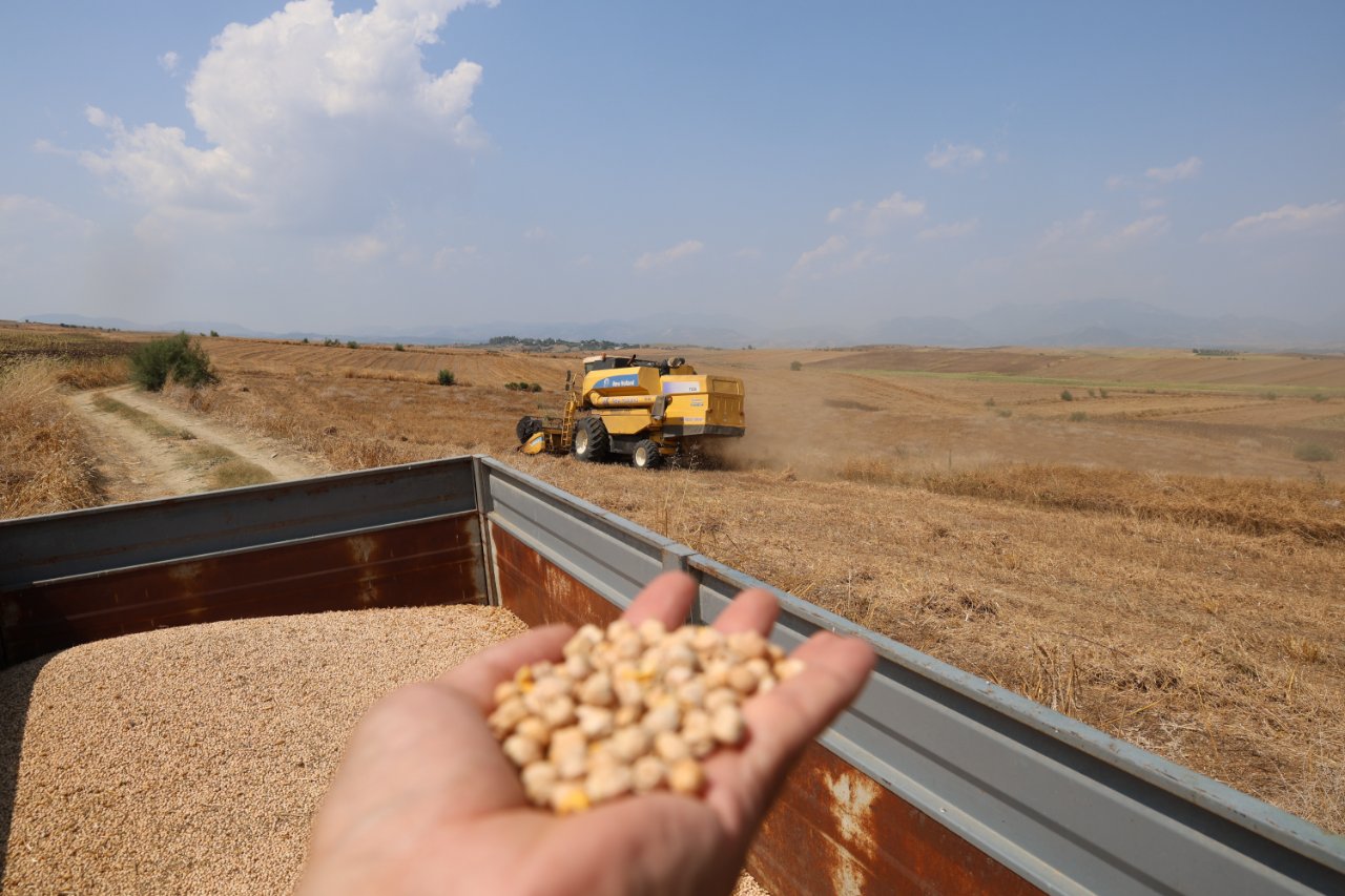 Hasat başladı, üreticiler kaliteden memnun! Kilosu 30-35 lira